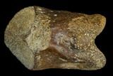 Theropod Phalange (Toe Bone) - Judith River Formation #129810-1